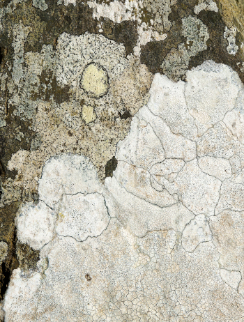 Detailed Photograph of Lichen in Argyl