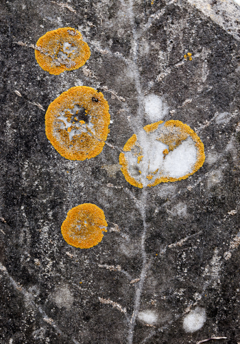 Detailed Photograph of Lichen in Pembrokeshire