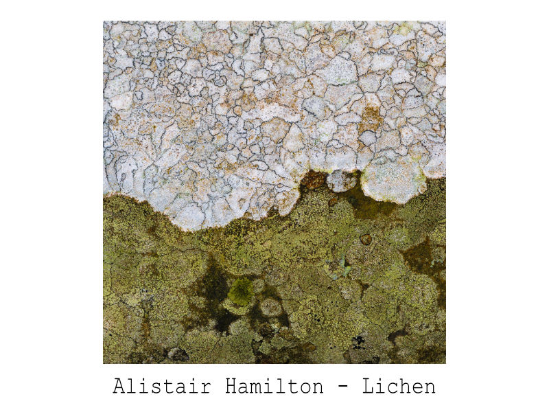Cover of Lichen Book